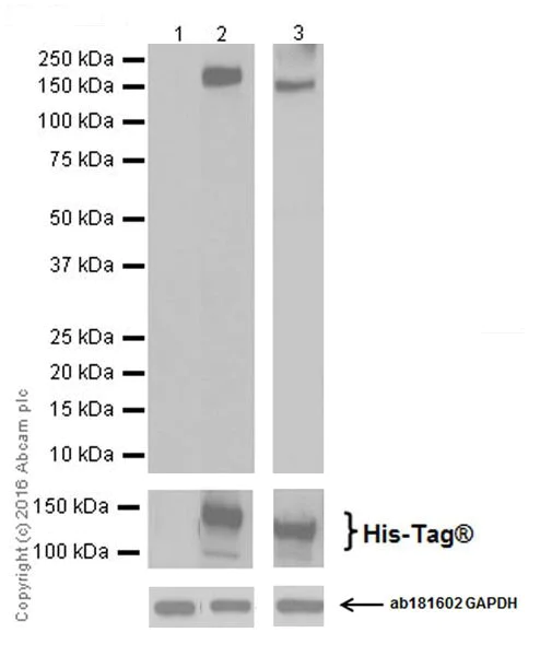 Western blot - Anti-CRISPR-Cas9 antibody [EPR19619-18] (AB202637)