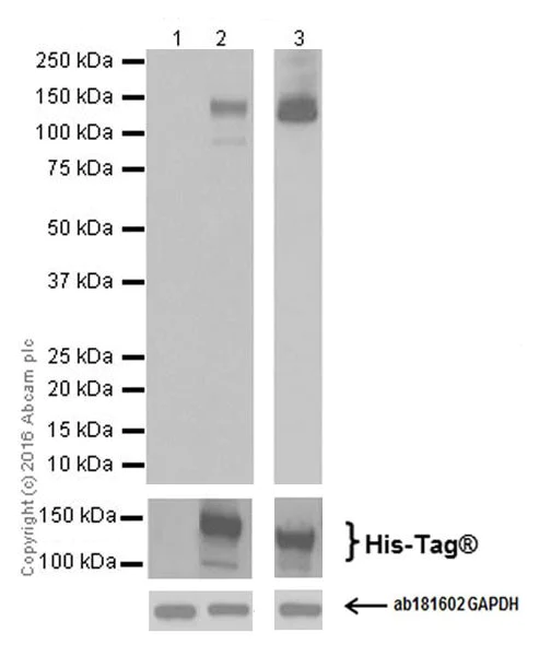 Western blot - Anti-CRISPR-Cas9 antibody [EPR19619-92] (AB210752)