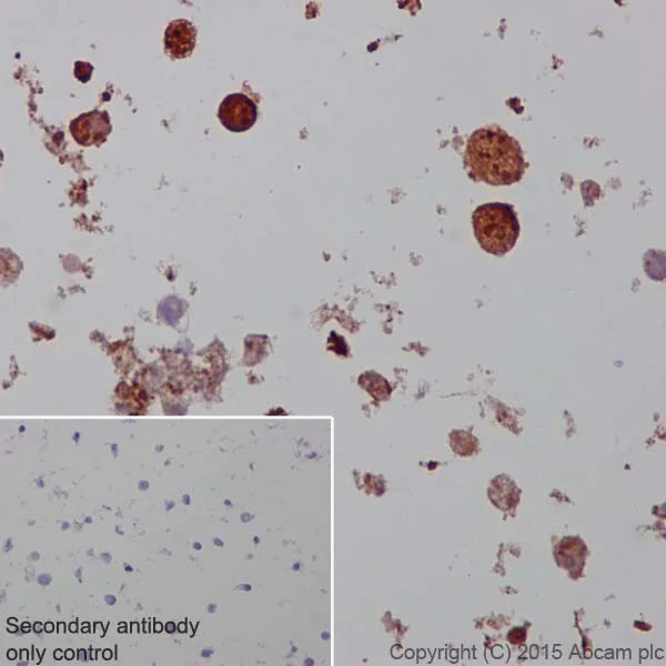 Immunohistochemistry (Formalin/PFA-fixed paraffin-embedded sections) - Anti-CRISPR-Cas9 antibody [EPR19619-92] - BSA and Azide free (AB223548)