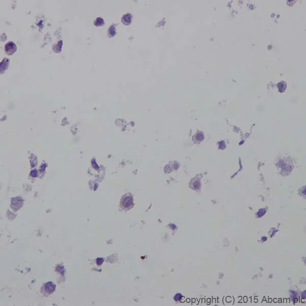 Immunohistochemistry (Formalin/PFA-fixed paraffin-embedded sections) - Anti-CRISPR-Cas9 antibody [EPR19619-92] - BSA and Azide free (AB223548)