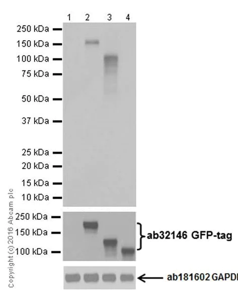 Western blot - Anti-CRISPR-Cas9 antibody [EPR19619-92] - BSA and Azide free (AB223548)