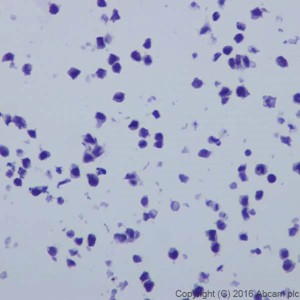 Immunocytochemistry/ Immunofluorescence - Anti-CRISPR-Cas9 antibody [EPR19620] (AB202638)