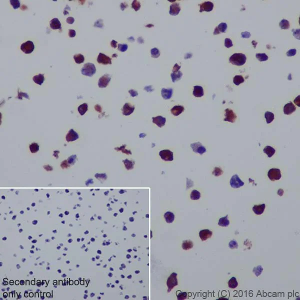 Immunocytochemistry/ Immunofluorescence - Anti-CRISPR-Cas9 antibody [EPR19620] (AB202638)