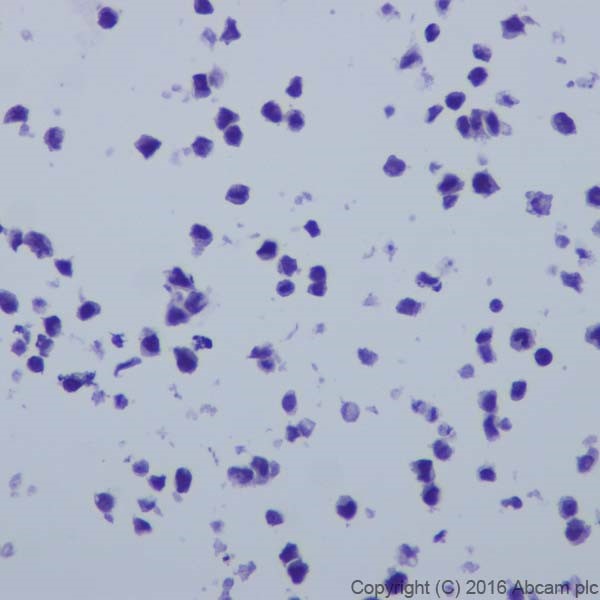 Immunocytochemistry/ Immunofluorescence - Anti-CRISPR-Cas9 antibody [EPR19620] - BSA and Azide free (AB232503)
