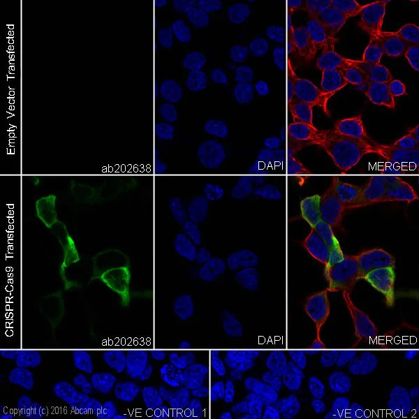 Immunocytochemistry/ Immunofluorescence - Anti-CRISPR-Cas9 antibody [EPR19620] - BSA and Azide free (AB232503)