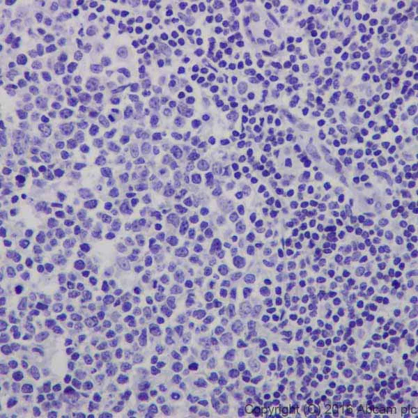 Immunohistochemistry (Formalin/PFA-fixed paraffin-embedded sections) - Anti-CRISPR-Cas9 antibody [EPR19620] - BSA and Azide free (AB232503)