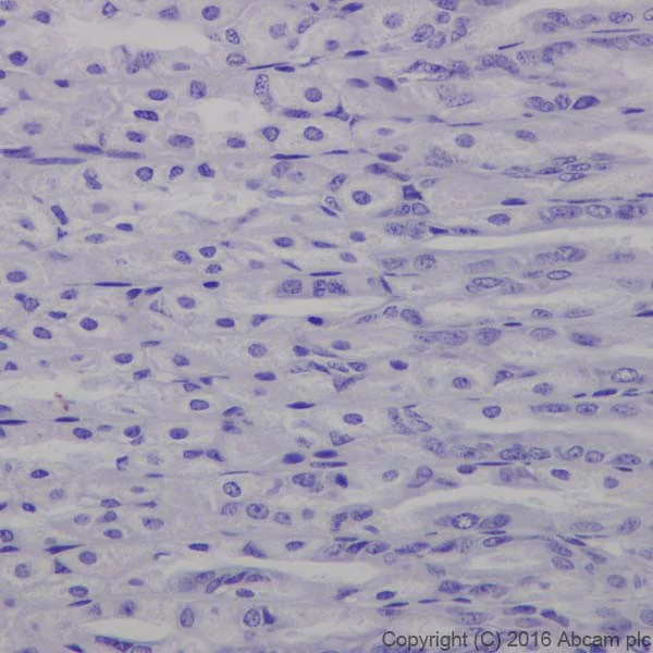 Immunohistochemistry (Formalin/PFA-fixed paraffin-embedded sections) - Anti-CRISPR-Cas9 antibody [EPR19620] - BSA and Azide free (AB232503)