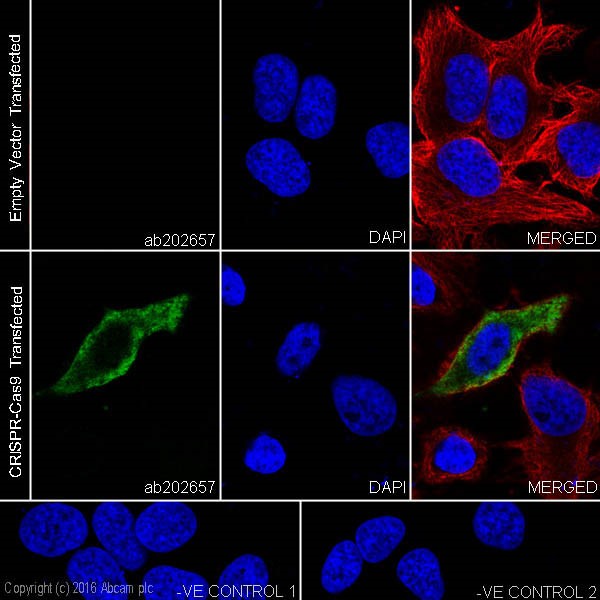 Immunocytochemistry/ Immunofluorescence - Anti-CRISPR-Cas9 antibody [EPR19633] (AB202657), expandable thumbnail