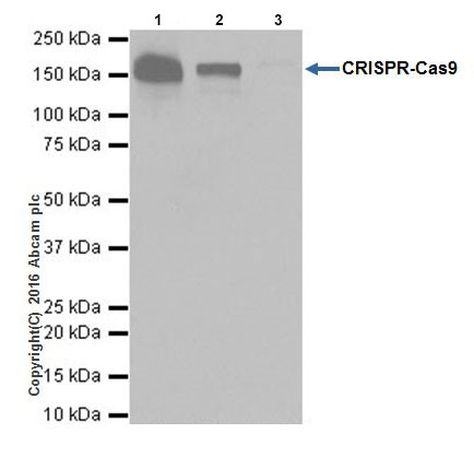 Immunoprecipitation - Anti-CRISPR-Cas9 antibody [EPR19633] (AB202657), expandable thumbnail