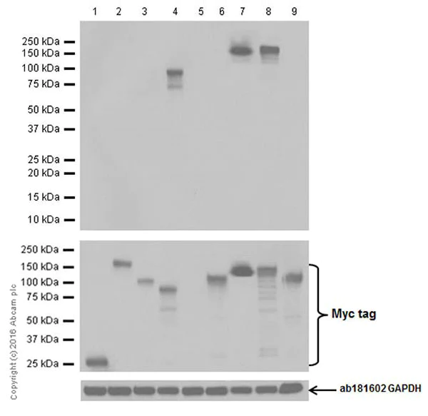 Western blot - Anti-CRISPR-Cas9 antibody [EPR19633] (AB202657)