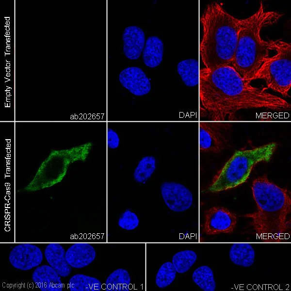 Immunocytochemistry/ Immunofluorescence - Anti-CRISPR-Cas9 antibody [EPR19633] - BSA and Azide free (AB251383)