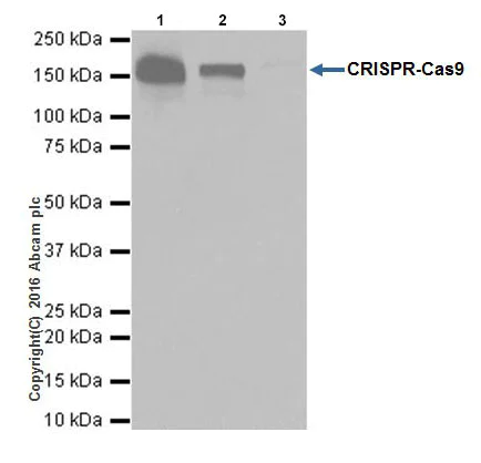 Immunoprecipitation - Anti-CRISPR-Cas9 antibody [EPR19633] - BSA and Azide free (AB251383)