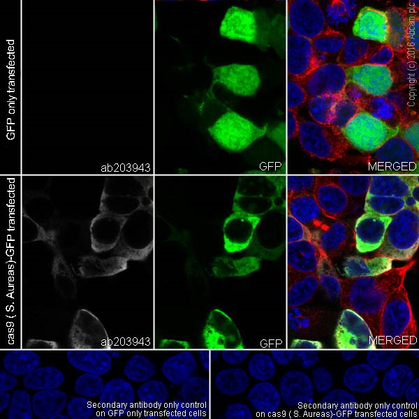 Immunocytochemistry/ Immunofluorescence - Anti-CRISPR-Cas9 antibody [EPR19795] (AB203943)
