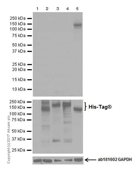 Western blot - Anti-CRISPR-Cas9 antibody [EPR19795] (AB203943)