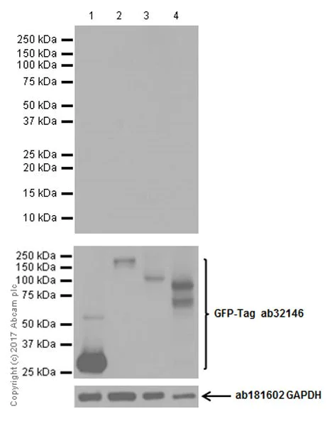 Western blot - Anti-CRISPR-Cas9 antibody [EPR19795] (AB203943)