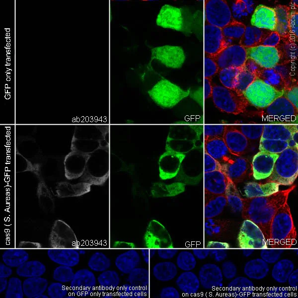 Immunocytochemistry/ Immunofluorescence - Anti-CRISPR-Cas9 antibody [EPR19795] - BSA and Azide free (AB223153)
