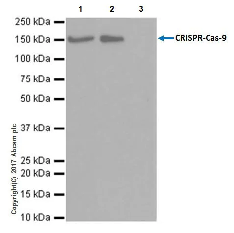 Immunoprecipitation - Anti-CRISPR-Cas9 antibody [EPR19795] - BSA and Azide free (AB223153)