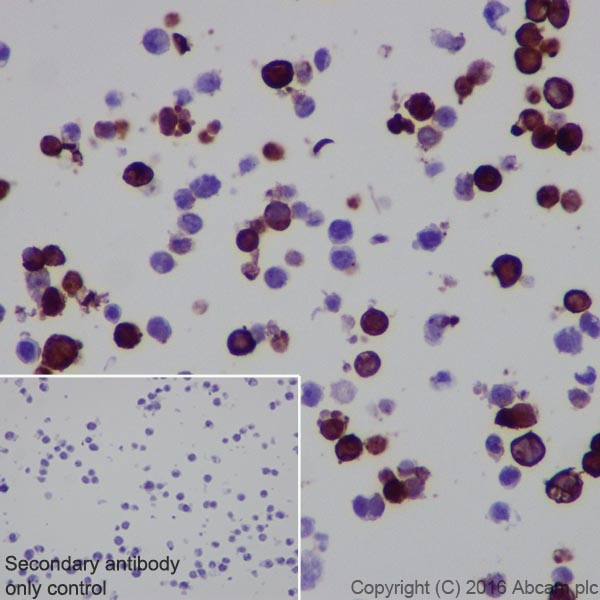 Immunocytochemistry - Anti-CRISPR-Cas9 antibody [EPR19799] - BSA and Azide free (AB218654), expandable thumbnail