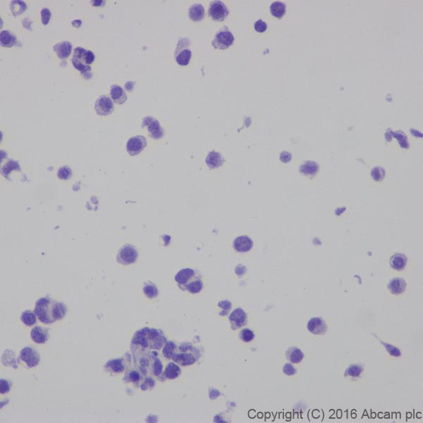 Immunocytochemistry - Anti-CRISPR-Cas9 antibody [EPR19799] - BSA and Azide free (AB218654), expandable thumbnail