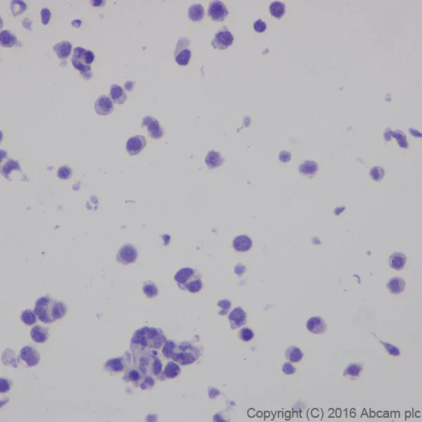 Immunocytochemistry - Anti-CRISPR-Cas9 antibody [EPR19799] - BSA and Azide free (AB218654)