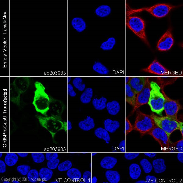 Immunocytochemistry/ Immunofluorescence - Anti-CRISPR-Cas9 antibody [EPR19799] - BSA and Azide free (AB218654), expandable thumbnail