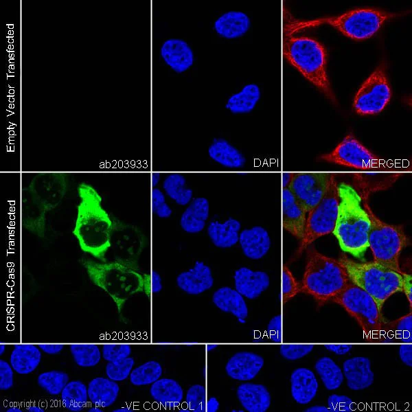 Immunocytochemistry/ Immunofluorescence - Anti-CRISPR-Cas9 antibody [EPR19799] - BSA and Azide free (AB218654)