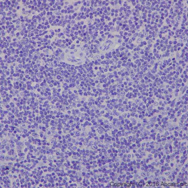 Immunohistochemistry (Formalin/PFA-fixed paraffin-embedded sections) - Anti-CRISPR-Cas9 antibody [EPR19799] - BSA and Azide free (ab218654), expandable thumbnail