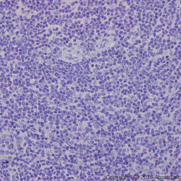 Immunohistochemistry (Formalin/PFA-fixed paraffin-embedded sections) - Anti-CRISPR-Cas9 antibody [EPR19799] - BSA and Azide free (AB218654)
