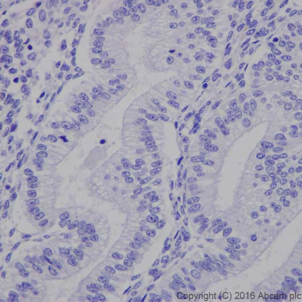Immunohistochemistry (Formalin/PFA-fixed paraffin-embedded sections) - Anti-CRISPR-Cas9 antibody [EPR19799] - BSA and Azide free (AB218654)