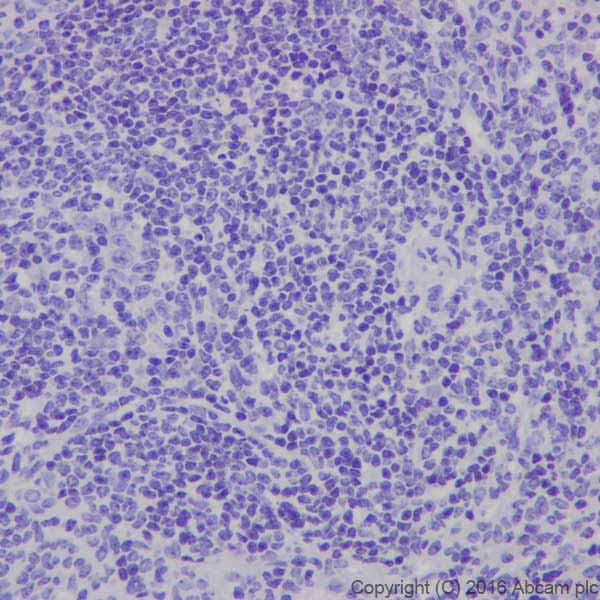 Immunohistochemistry (Formalin/PFA-fixed paraffin-embedded sections) - Anti-CRISPR-Cas9 antibody [EPR19799] - BSA and Azide free (ab218654), expandable thumbnail