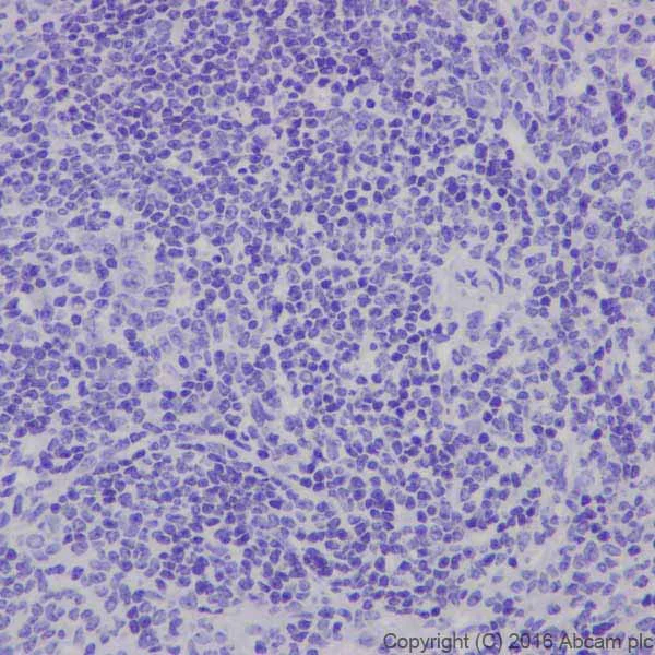 Immunohistochemistry (Formalin/PFA-fixed paraffin-embedded sections) - Anti-CRISPR-Cas9 antibody [EPR19799] - BSA and Azide free (AB218654)