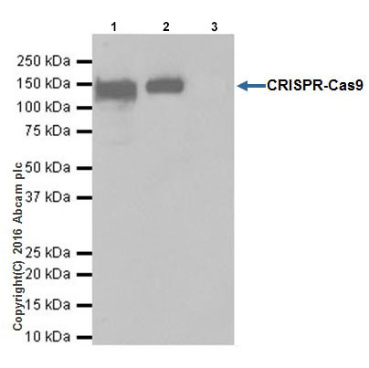 Immunoprecipitation - Anti-CRISPR-Cas9 antibody [EPR19799] - BSA and Azide free (AB218654), expandable thumbnail