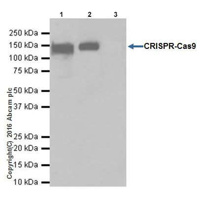 Immunoprecipitation - Anti-CRISPR-Cas9 antibody [EPR19799] - BSA and Azide free (AB218654)