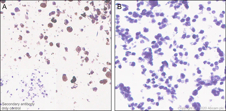 Immunohistochemistry (Formalin/PFA-fixed paraffin-embedded sections) - Anti-CRISPR-Cas9 antibody [KANI345B] (AB271293)