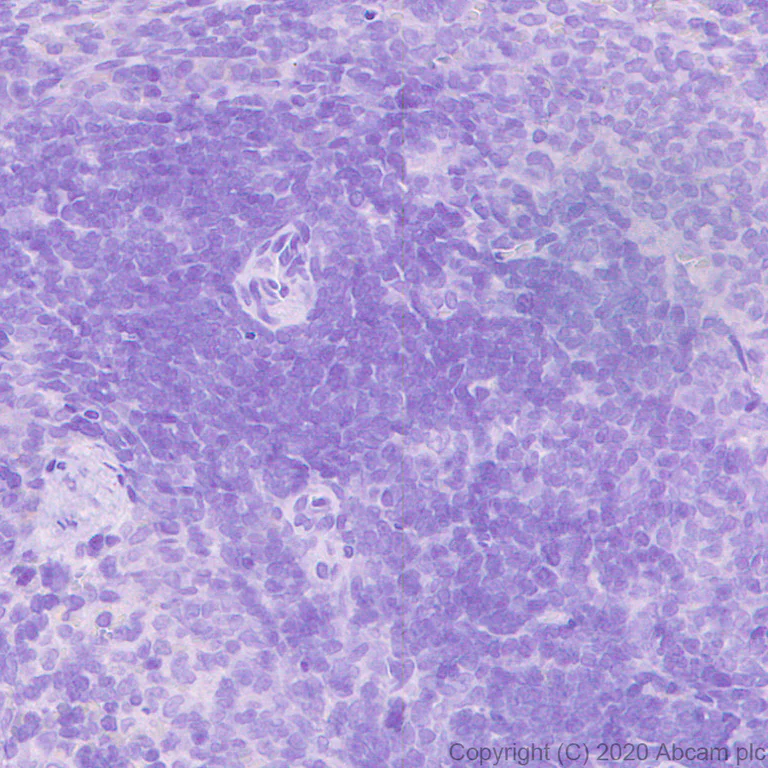 Immunohistochemistry (Formalin/PFA-fixed paraffin-embedded sections) - Anti-CRISPR-Cas9 antibody [KANI345B] (AB271293)