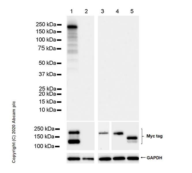 Western blot - Anti-CRISPR-Cas9 antibody [KANI345B] (AB271293)