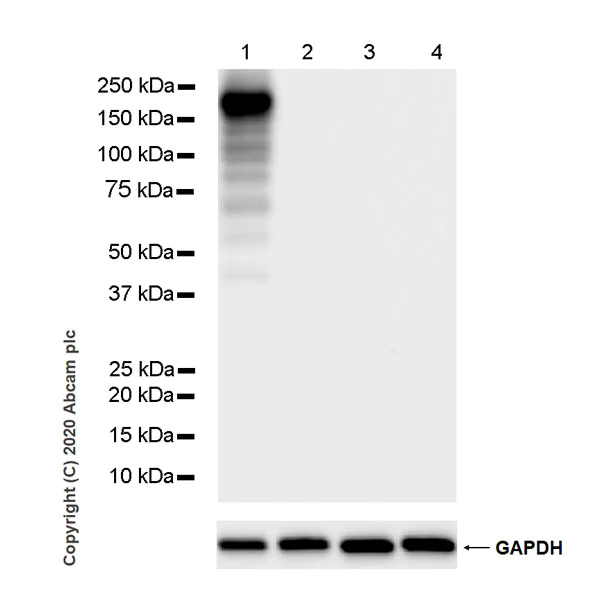 Western blot - Anti-CRISPR-Cas9 antibody [KANI345B] (AB271293)