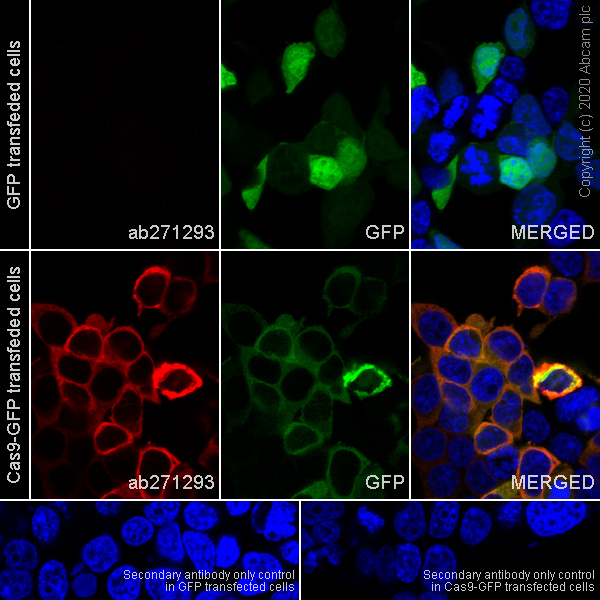 Immunocytochemistry - Anti-CRISPR-Cas9 antibody [KANI345B] - BSA and Azide free (AB271303), expandable thumbnail