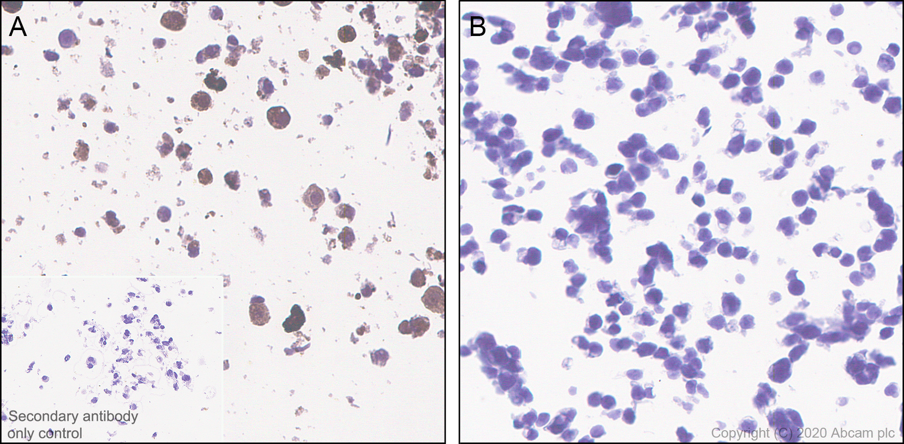 Immunohistochemistry (Formalin/PFA-fixed paraffin-embedded sections) - Anti-CRISPR-Cas9 antibody [KANI345B] - BSA and Azide free (AB271303), expandable thumbnail