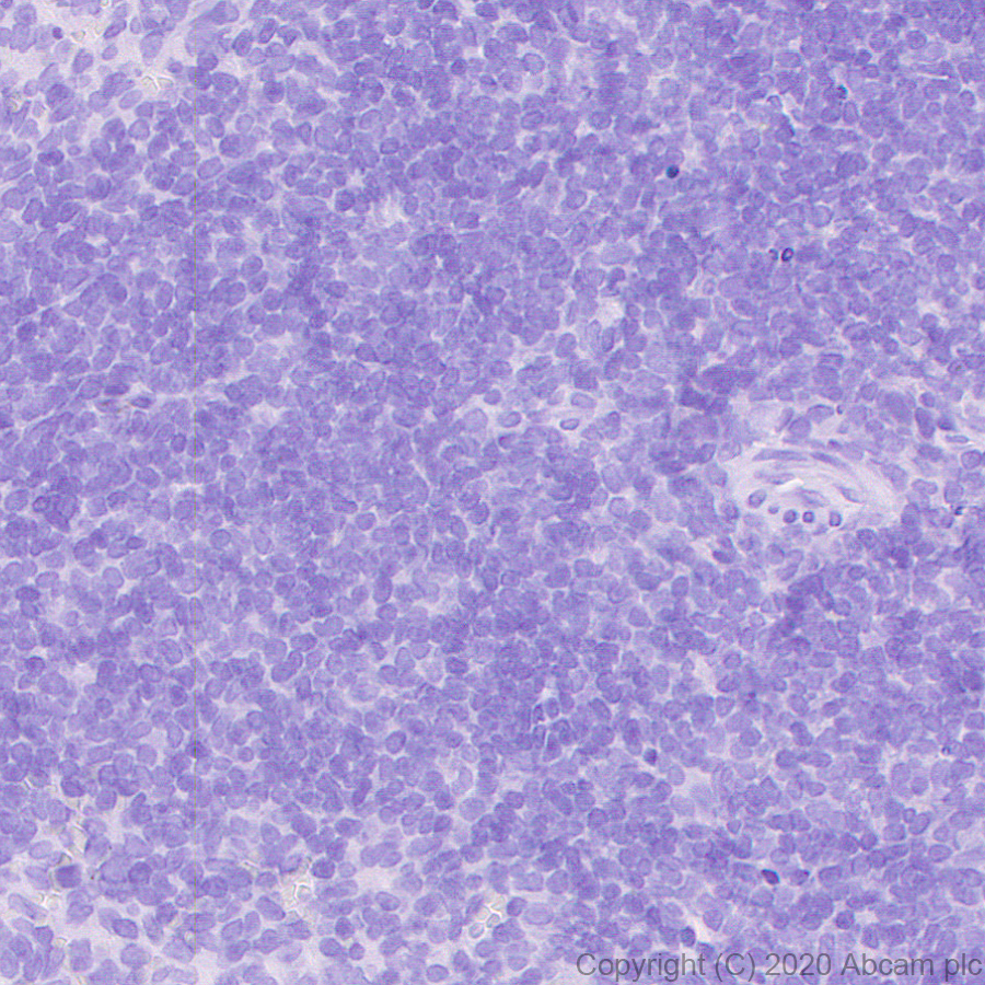 Immunohistochemistry (Formalin/PFA-fixed paraffin-embedded sections) - Anti-CRISPR-Cas9 antibody [KANI345B] - BSA and Azide free (ab271303), expandable thumbnail
