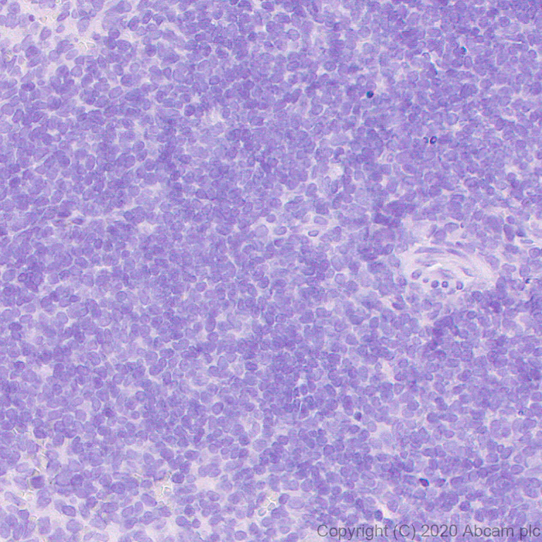 Immunohistochemistry (Formalin/PFA-fixed paraffin-embedded sections) - Anti-CRISPR-Cas9 antibody [KANI345B] - BSA and Azide free (AB271303)
