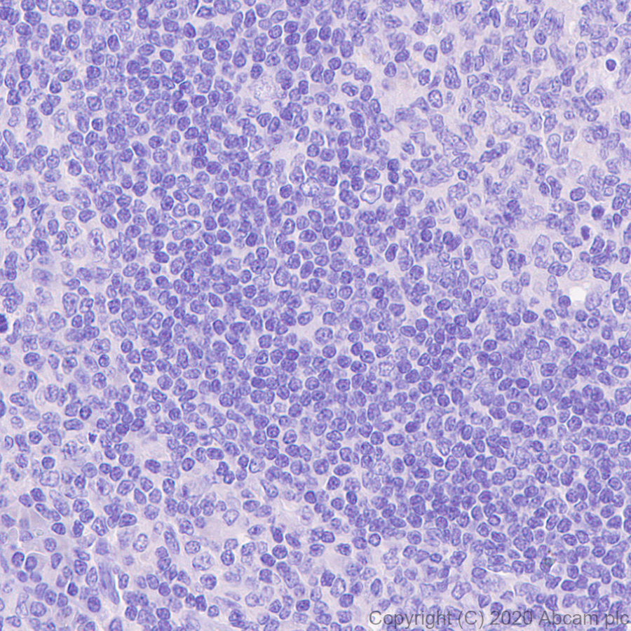 Immunohistochemistry (Formalin/PFA-fixed paraffin-embedded sections) - Anti-CRISPR-Cas9 antibody [KANI345B] - BSA and Azide free (AB271303), expandable thumbnail