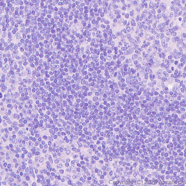 Immunohistochemistry (Formalin/PFA-fixed paraffin-embedded sections) - Anti-CRISPR-Cas9 antibody [KANI345B] - BSA and Azide free (AB271303)