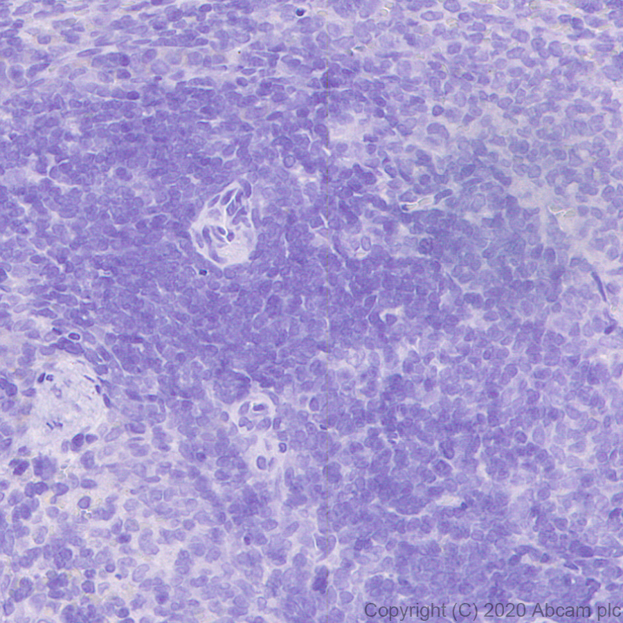 Immunohistochemistry (Formalin/PFA-fixed paraffin-embedded sections) - Anti-CRISPR-Cas9 antibody [KANI345B] - BSA and Azide free (ab271303), expandable thumbnail