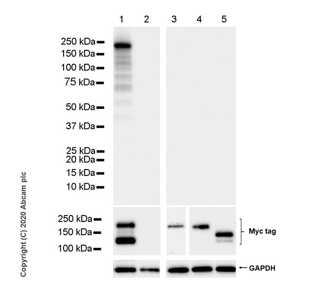 Western blot - Anti-CRISPR-Cas9 antibody [KANI345B] - BSA and Azide free (AB271303), expandable thumbnail