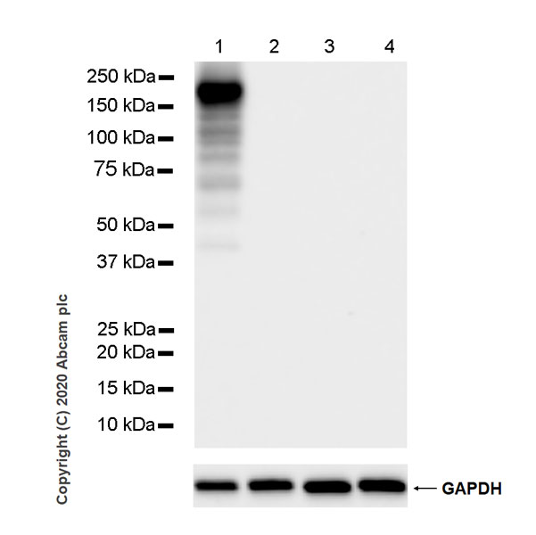 Western blot - Anti-CRISPR-Cas9 antibody [KANI345B] - BSA and Azide free (AB271303), expandable thumbnail