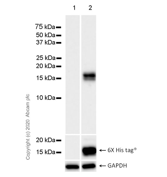 Western blot - Anti-CRISPR protein AcrIIA4 antibody [7C5-3A8] (AB273439)