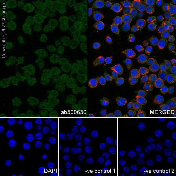 Immunocytochemistry/ Immunofluorescence - Anti-Crk p38 antibody [22/Crk] (ab300630), expandable thumbnail