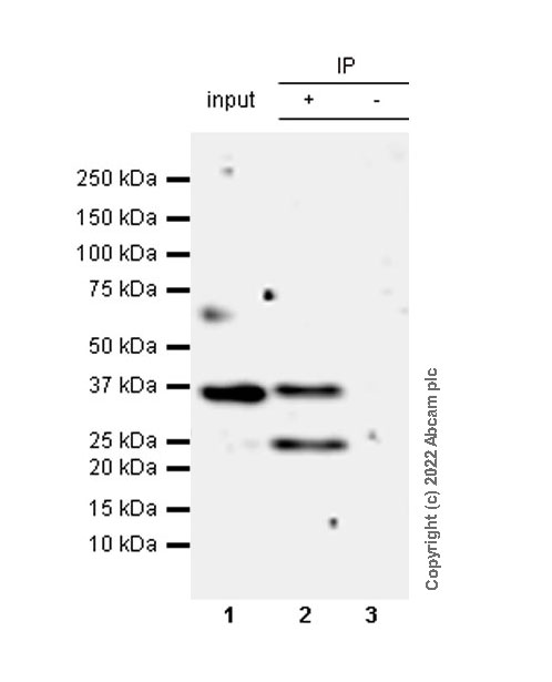 Immunoprecipitation - Anti-Crk p38 antibody [22/Crk] (AB300630), expandable thumbnail