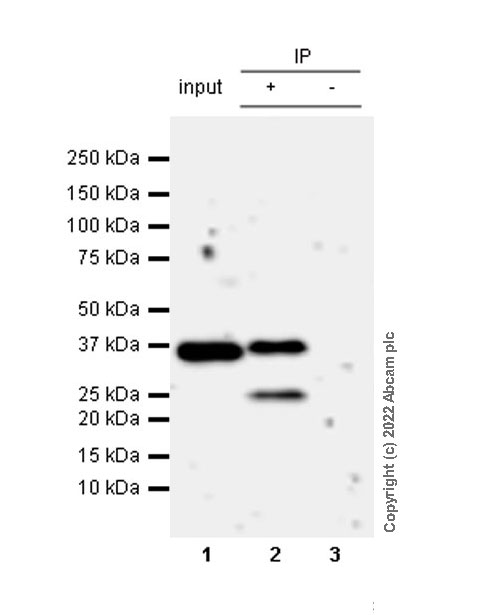 Immunoprecipitation - Anti-Crk p38 antibody [22/Crk] (AB300630), expandable thumbnail